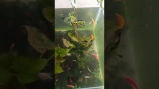 Download lagu let's go #jobbiehebriovlogs mp3 Download lagu let's go #jobbiehebriovlogs mp3