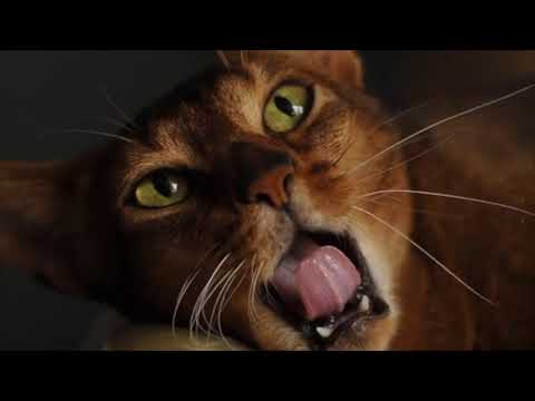 Abyssinian Cats - Breed Traits & History