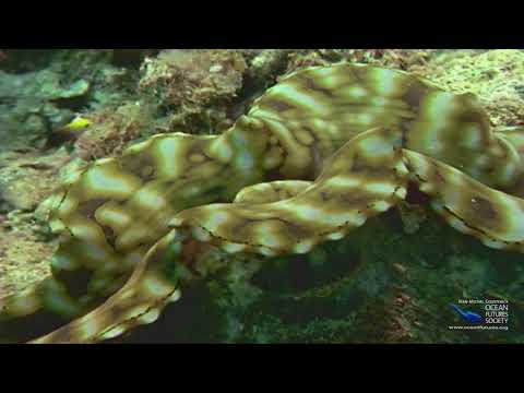 SeaScope 25 - Aquaculture