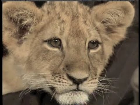 Jack Hanna Collection on Letterman, Part 9 of 11: 2009-2010