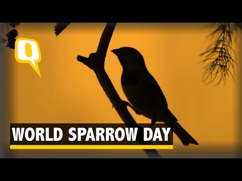 World Sparrow Day: Nature Conservationist Tells You the Tale
