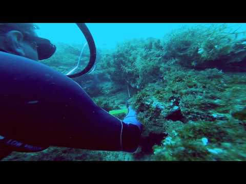 Pelican Flats Reef Diving Adventure