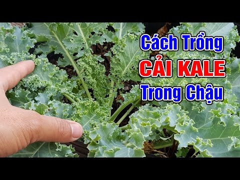 , title : 'Cách trồng cải kale trong chậu'