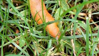Slug After the Rain