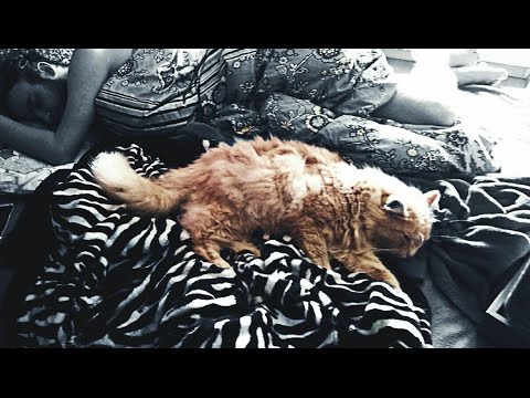 Monkeybrain ft. Toni Eilert - KATERCHEN