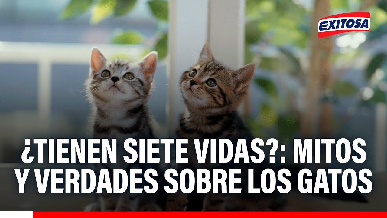 🔴🔵 ¿Tienen siete vidas?: Mitos y verdades sobre los gatos