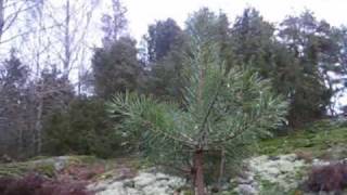 Trailer Santa or Satan