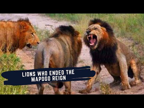 RISE AND FALL OF SELATI MALE LIONS - LIONS THAT ENDED THE MAPOGO REIGN IN SABI SAND GAME RESERVE