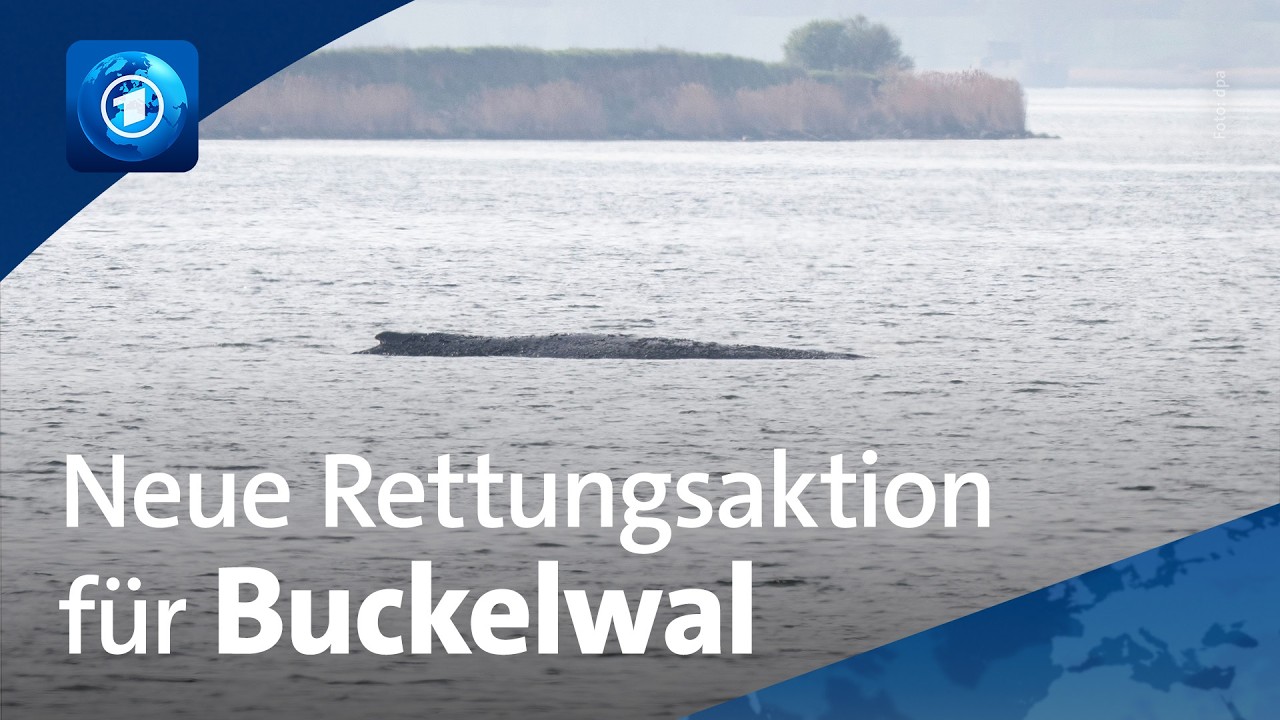 Gestrandeter Buckelwal vor Poel: Neue Rettungsaktion beginnt