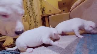 Mata Dogo Argentino 2 weeks old puppies