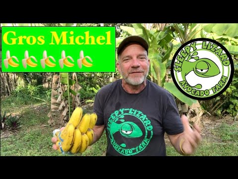 Why Bananas No Longer Taste Like Banana: the story of the Gros Michel
