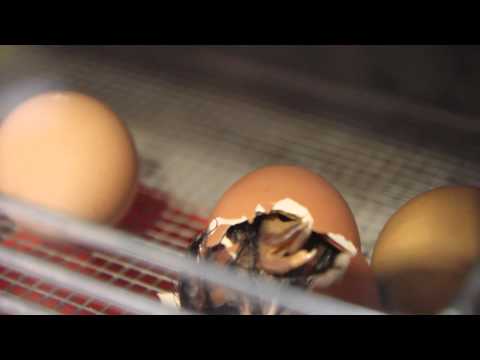 Willkommen! Ein Küken schlüpft aus dem Ei.