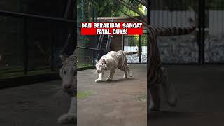 Download lagu BEGINI AKIBATNYA JIKA MEMBELAKANGI HARIMAU ! mp3