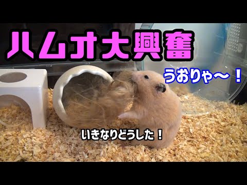 野良ハムスターたちのお手伝い