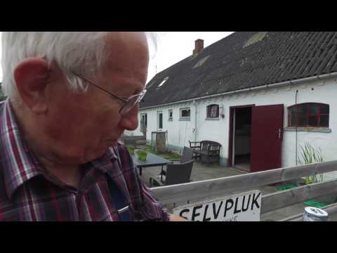 Hindbær selvpluk på Samsø