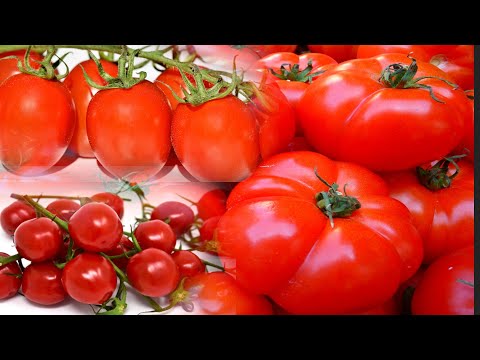 , title : '5 Consideraciones para seleccionar el híbrido de  tomate que voy a sembrar'