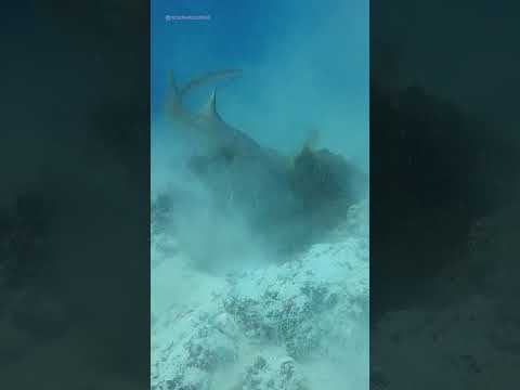 Shark v Octopus Battle
