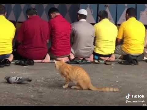 Kabutar sajde me tha Billi Wapas Chali gayi