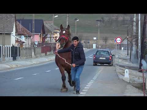 Caii lui Cristi de la Somcutu Mic, Cluj 25 martie 2018