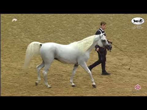 N 151 MOHANNED AL WAAB   1st Qatar Arabian Horse Show Local Bred