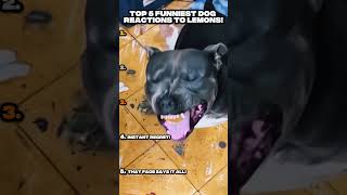Top 5 Dogs Eating Lemons for the First Time – Funny Reactions! #shorts