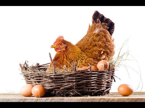 13.  Die 10 Besten LEGERASSEN