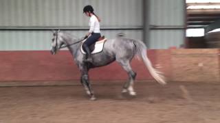 Wishbar 2011 OTTB Mare
