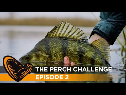 The Perch Challenge - Episode 2 - Lures & Techniques