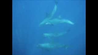 preview picture of video 'Dolphin Electra Romblon.mp4'