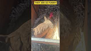 Let's Collect Today's Eggs! #funny #backyardchickens #food #fun #comedy