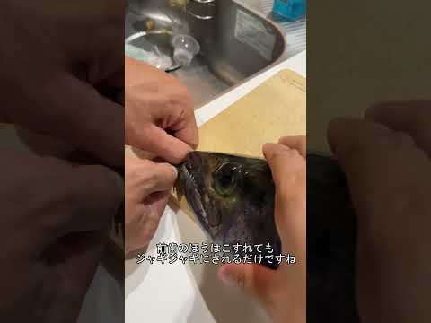 園芸 サワラニセヒノキ