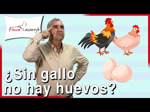 , title : '¿Necesitan las GALLINAS al GALLO para poner HUEVOS? 🐣'