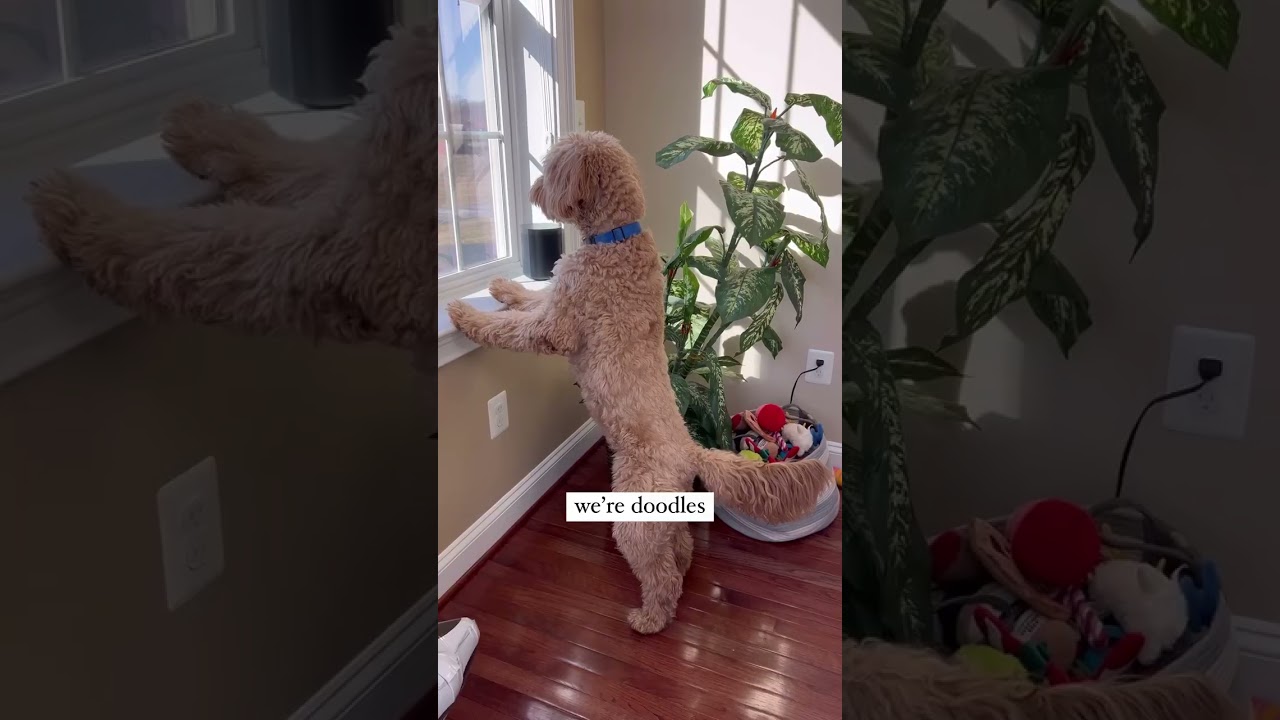 Doodle things that i wouldn't have ANY other way 🐶🥰 #dogshorts #dogs #dogvideos