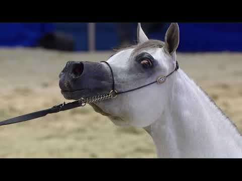 73 JAREEN AL ZOBAIR Dubai 2018