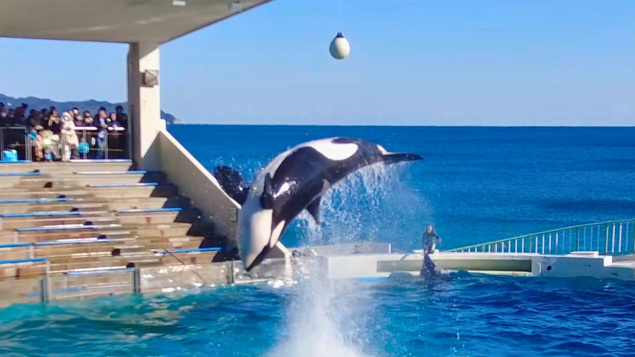 Killer Whale Show Orca Show😍 Kamogawa Sea World