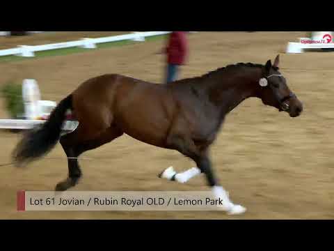 DSP Hengsttage 2023 - Freilaufen Dressurhengste