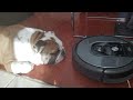 Roomba vs English Bulldog review !  WARNING extreme laziness.