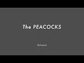 The PEACOCKS chord progression - Backing Track