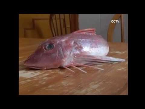 Strange fish with wings, legs found
