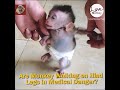 Million Sadness Dad So Strong And Tough Teaching His Poor Baby Learn To Walk With Two Legs