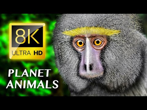 Planet Animals 8K ULTRA HD