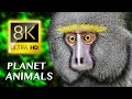 Planet Animals 8K ULTRA HD