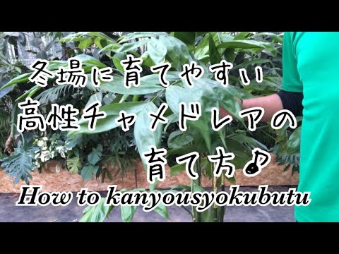 園芸 ドワーフヤシ、マウンテンヤシ、チャメドレア