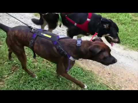 Dogs Pull Bamboo Poles