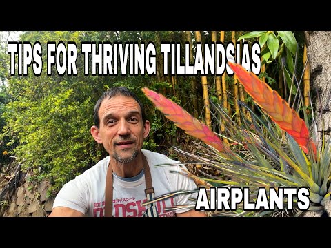 Tillandsias Unveiled: A Tour of Our Exquisite Collection