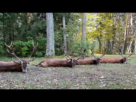 Vier Hirsche auf der Strecke - Hirschbrunft in Litauen