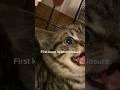 How To Tame A Feral Kitten