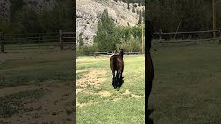 Video 5