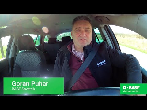 BASF Agro Patrola - Kako protiv korova i bolesti u pšenici?