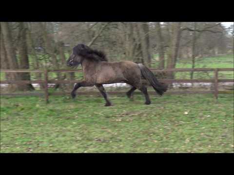 Freilaufimpressionen Órión vom Kronshof